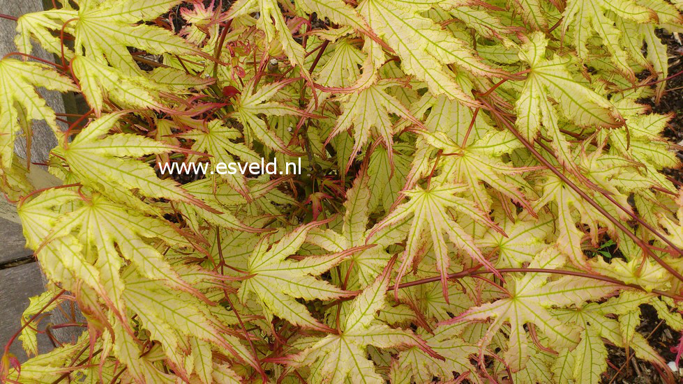 Acer palmatum 'First Ghost'