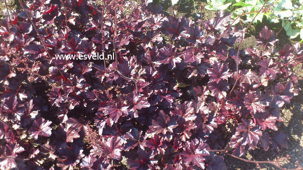 Heuchera 'Obsidian'