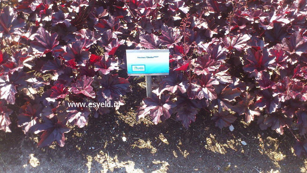 Heuchera 'Obsidian'