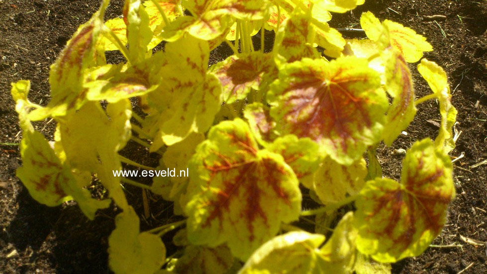 Plantentuin Esveld