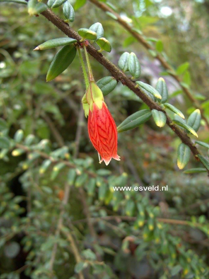 Agapetes serpens