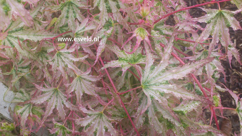 Acer palmatum 'Peve Multicolor'