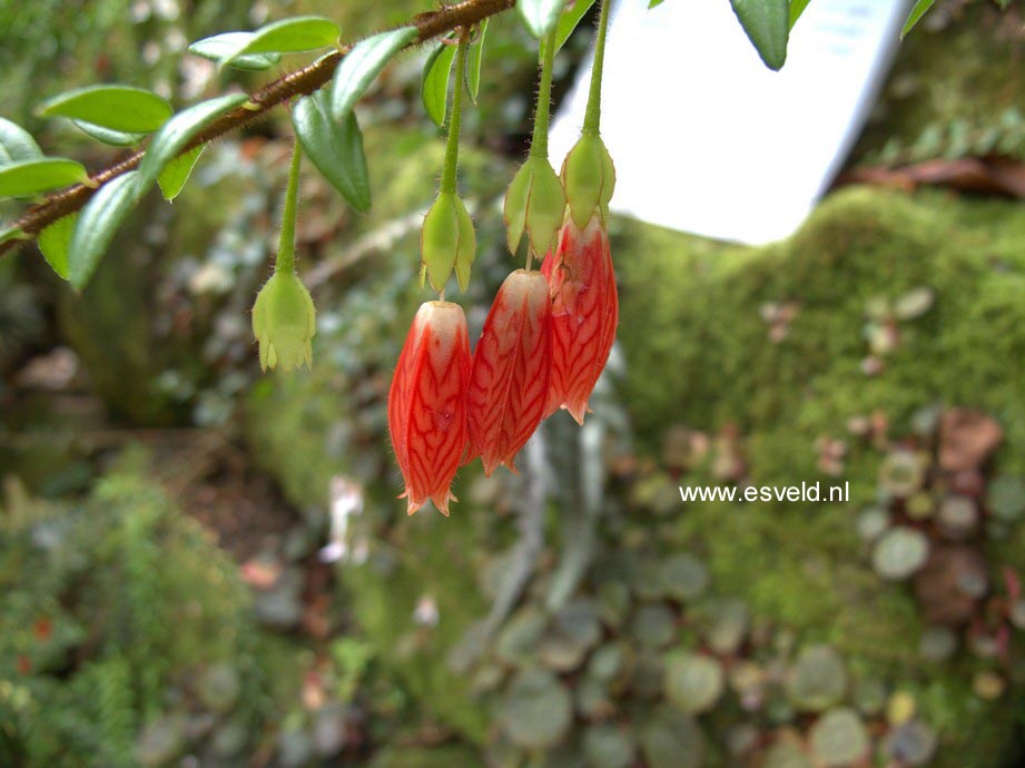 Agapetes serpens