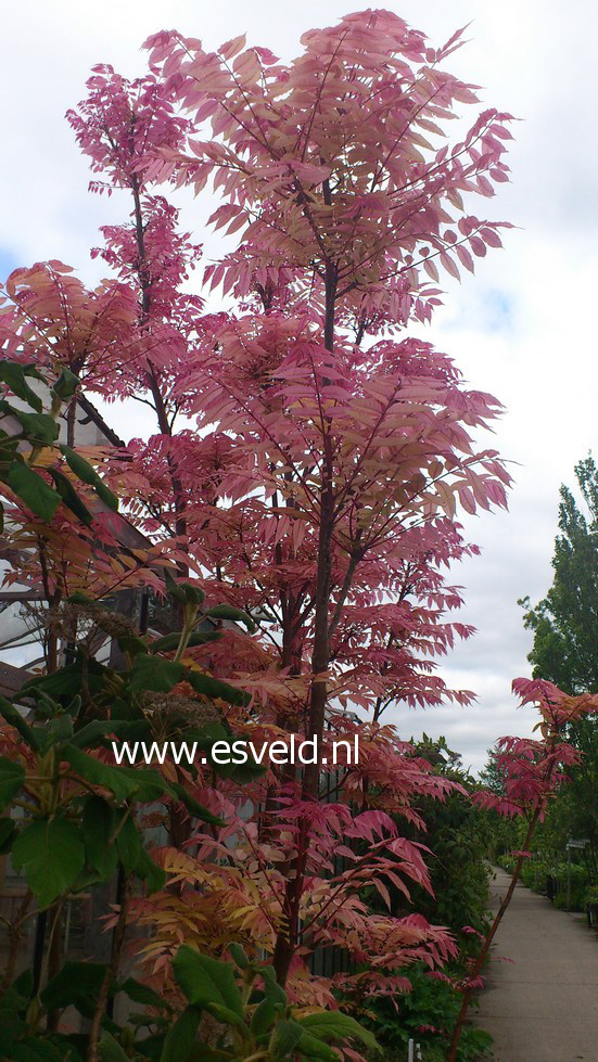 Toona sinensis 'Flamingo'