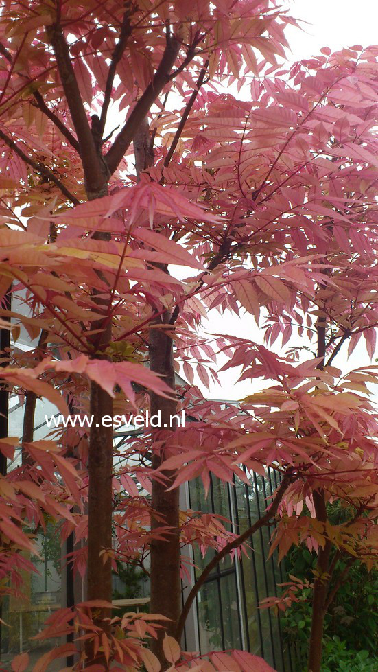 Toona sinensis 'Flamingo'