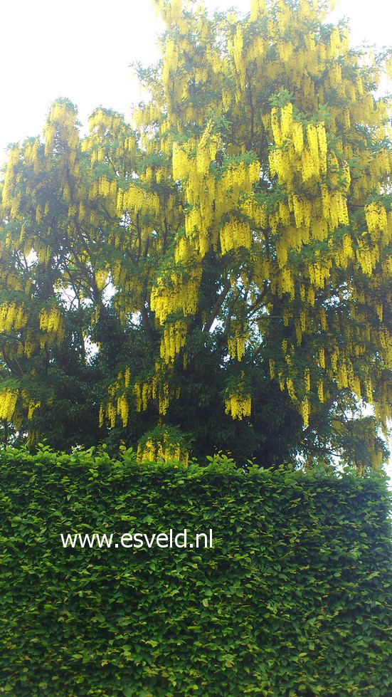 Laburnum watereri 'Vossii'