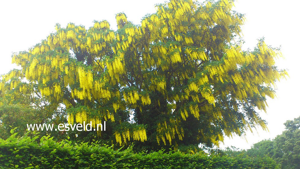 Laburnum watereri 'Vossii'