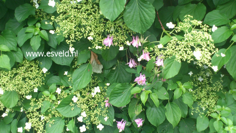 Hydrangea anomala petiolaris