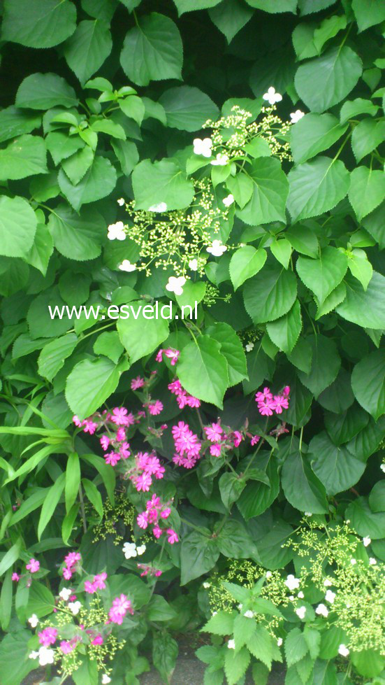 Hydrangea anomala petiolaris