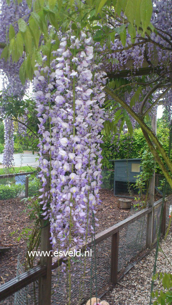 Wisteria floribunda 'Lawrence'