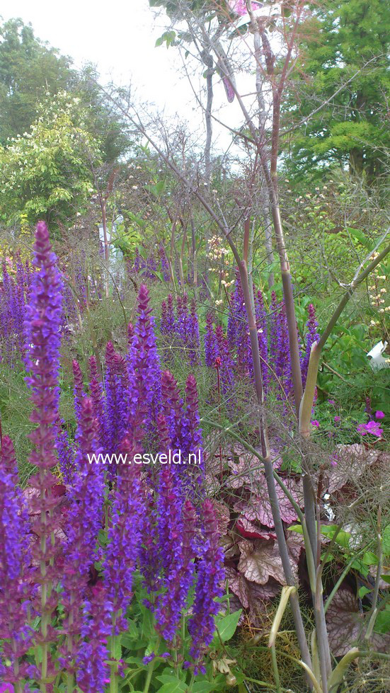 Foeniculum vulgare 'Purpureum'