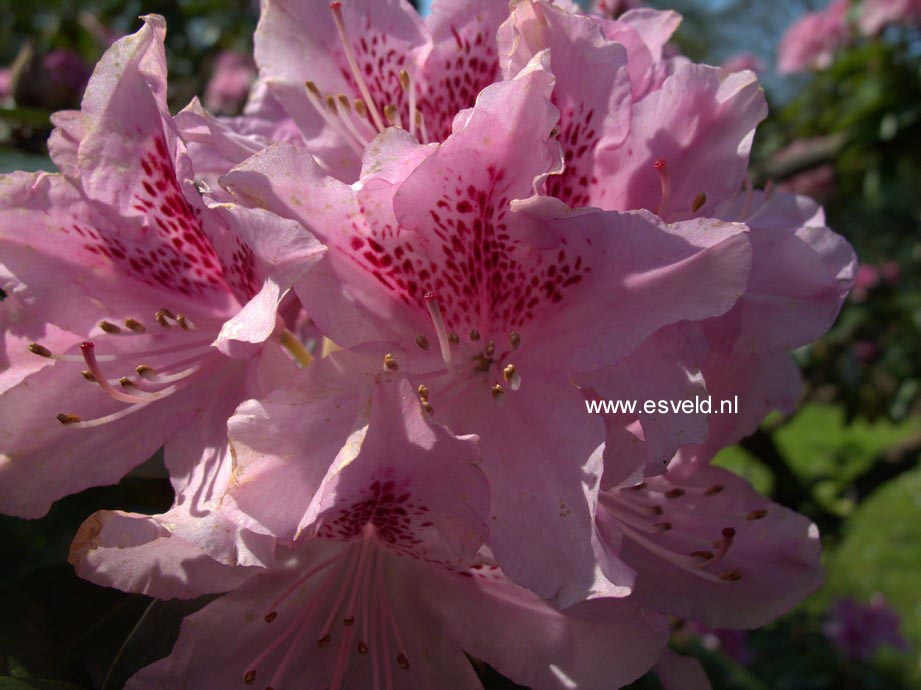 Rhododendron 'Cheer'