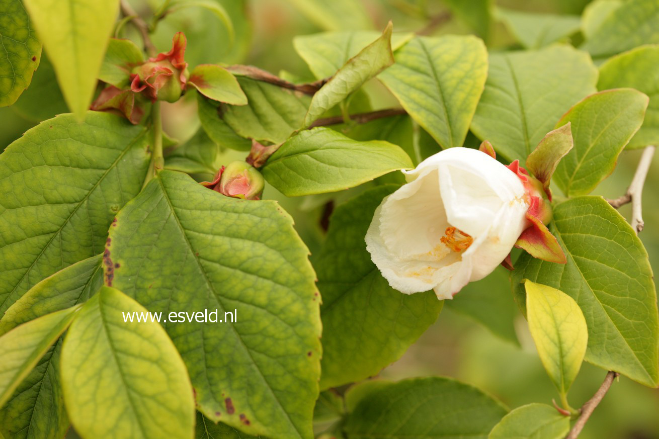 Stewartia rostrata