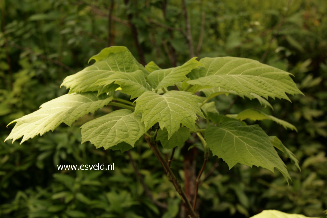 Hydrangea sikokiana