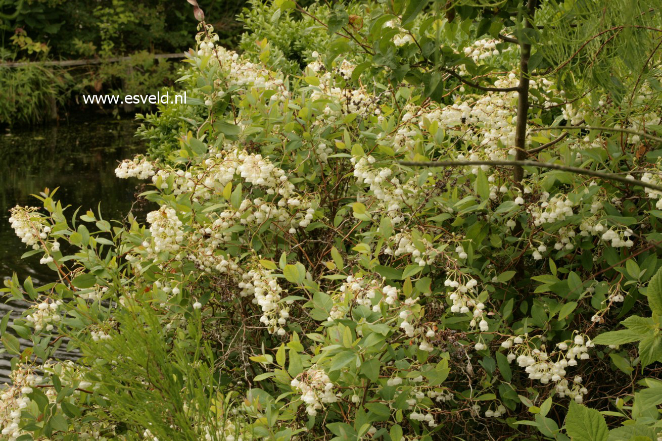 Zenobia pulverulenta 'Blue Sky'