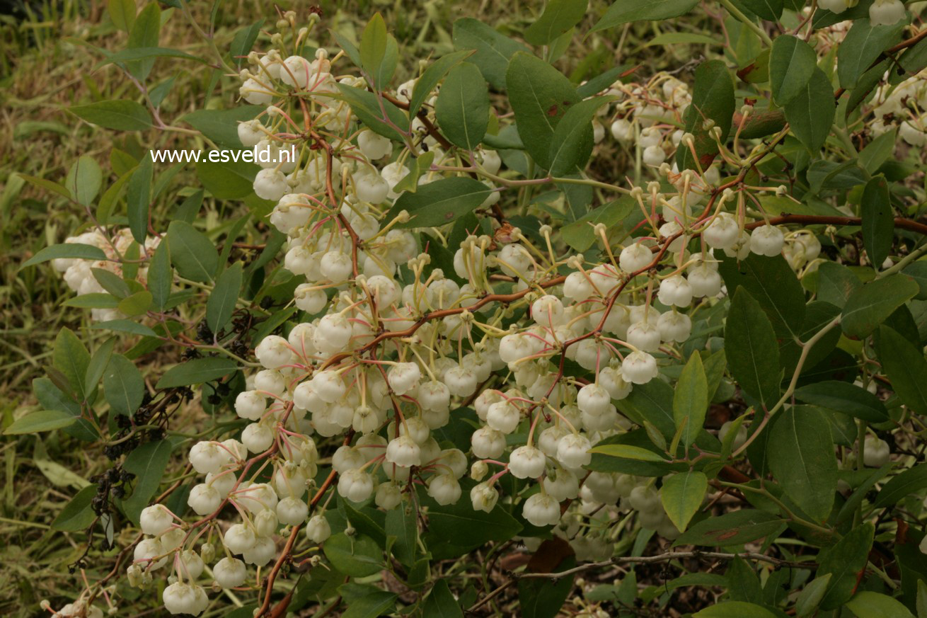 Zenobia pulverulenta 'Blue Sky'