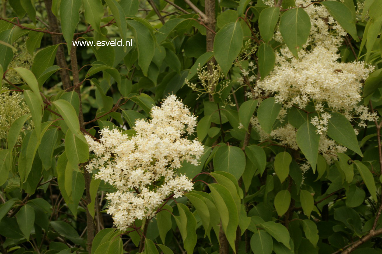 Syringa pekinensis 'Pendula'