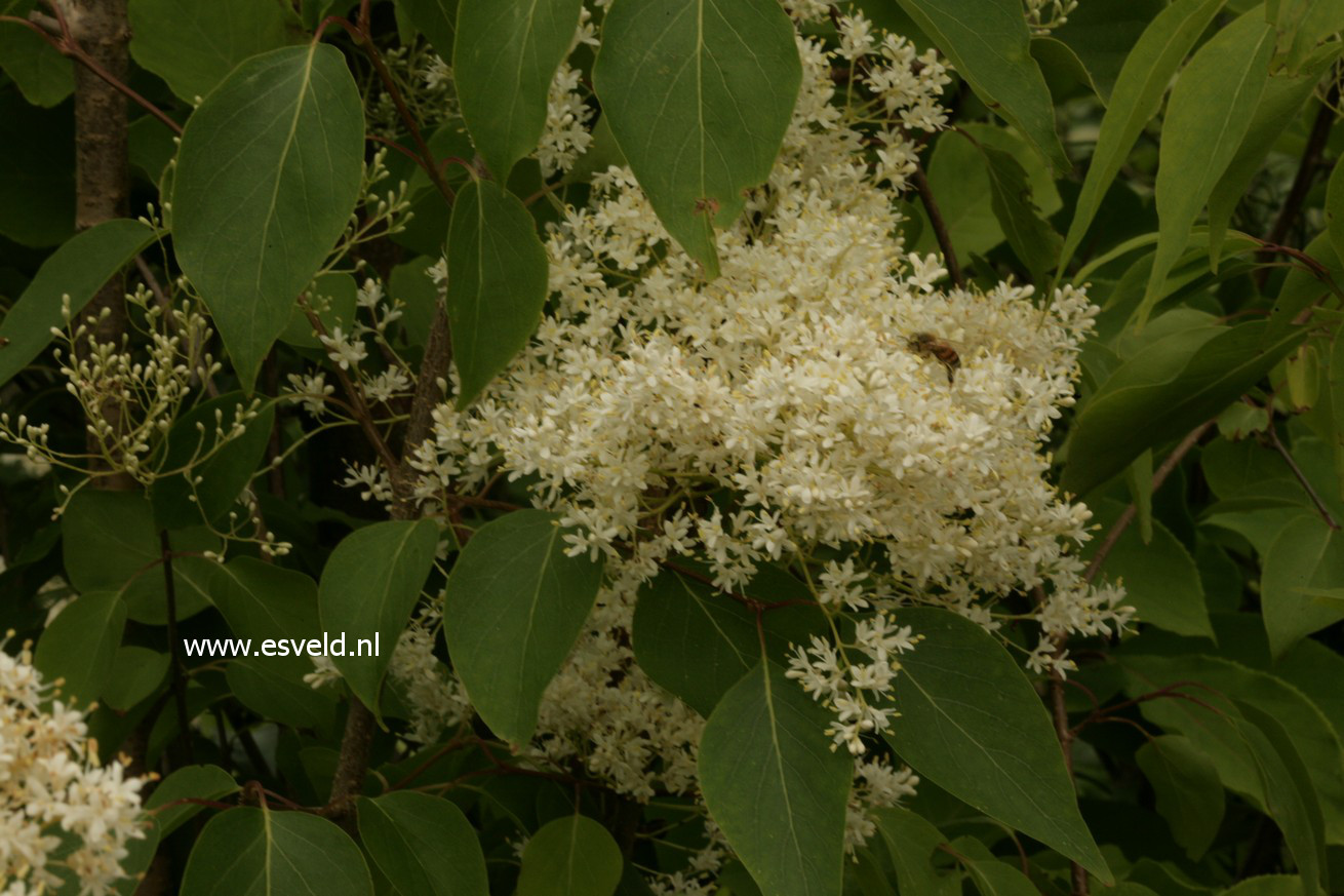 Syringa pekinensis 'Pendula'