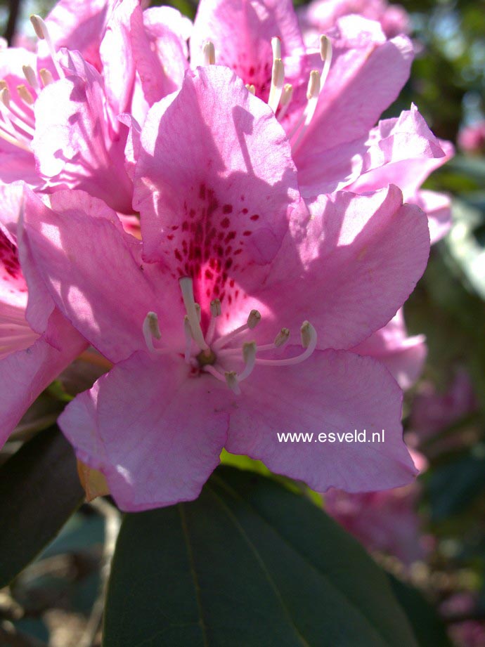 Rhododendron 'Cheer'