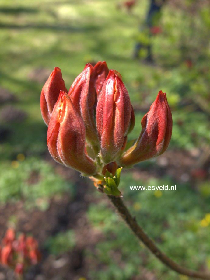 Azalea 'Christopher Wren'