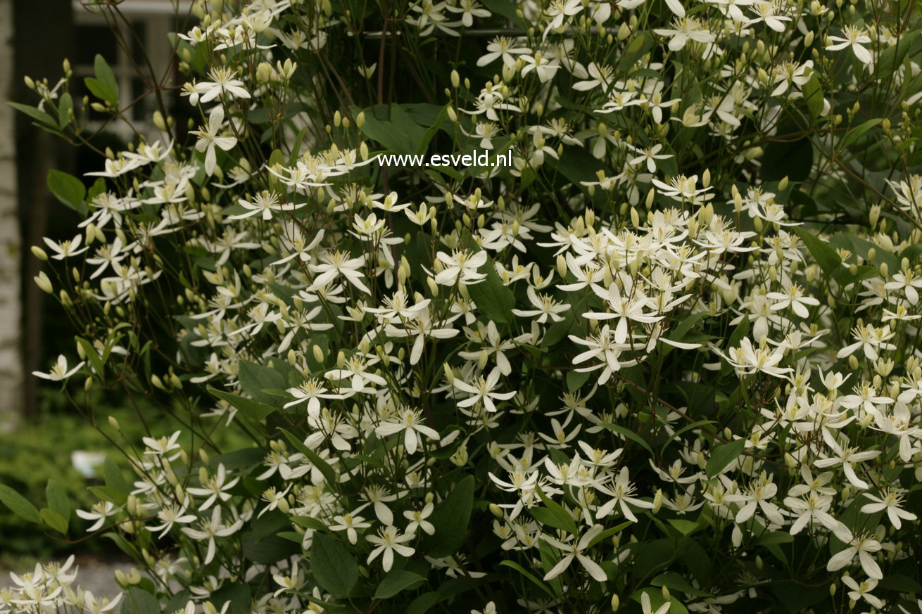 Clematis mandschurica