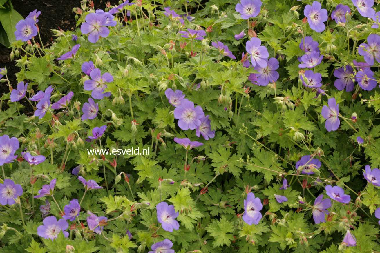 Geranium 'Rozanne'