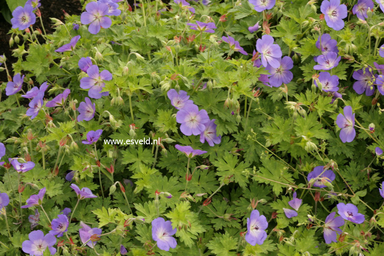 Geranium 'Rozanne'