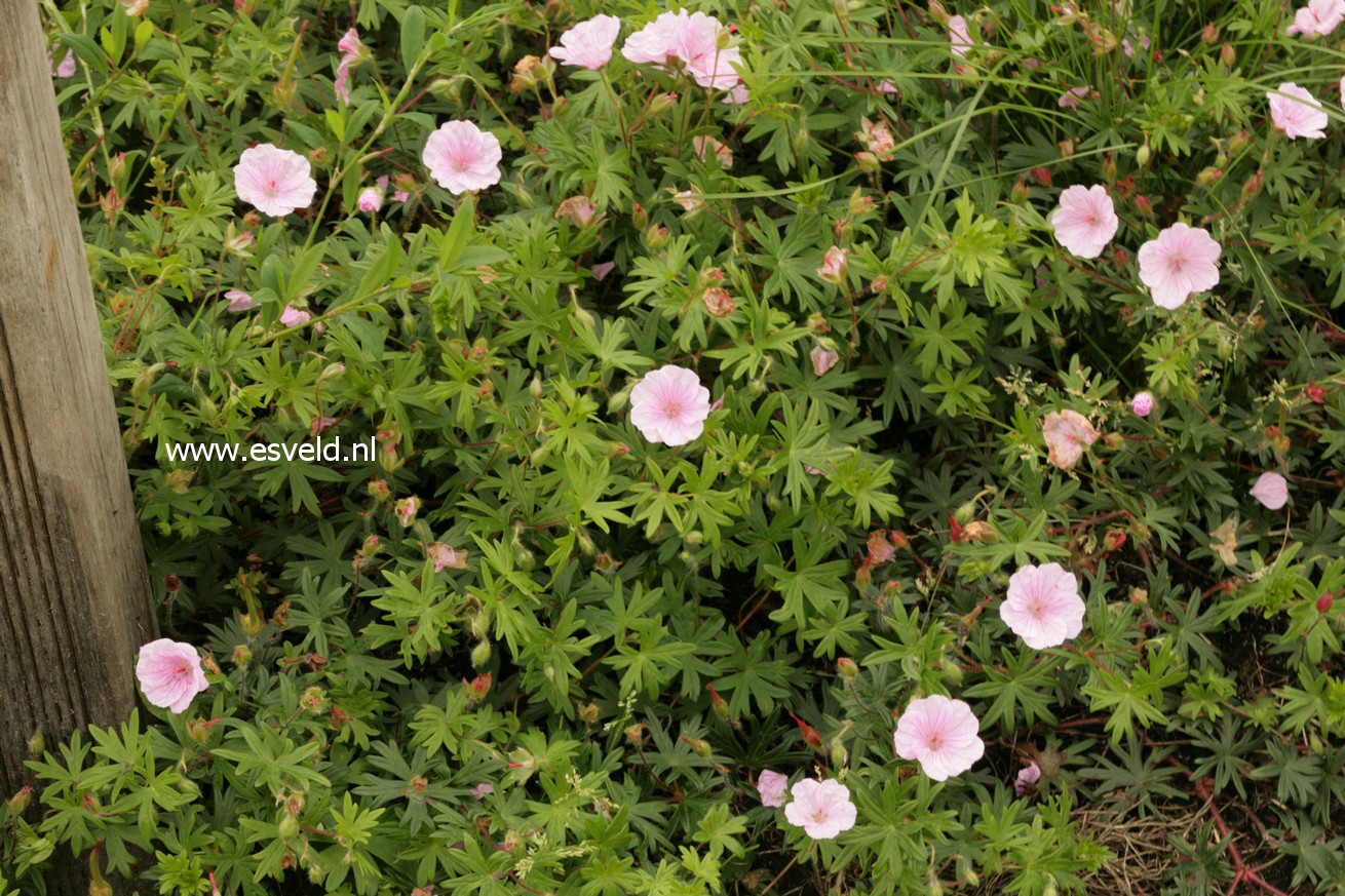 Geranium sanguineum var. striatum