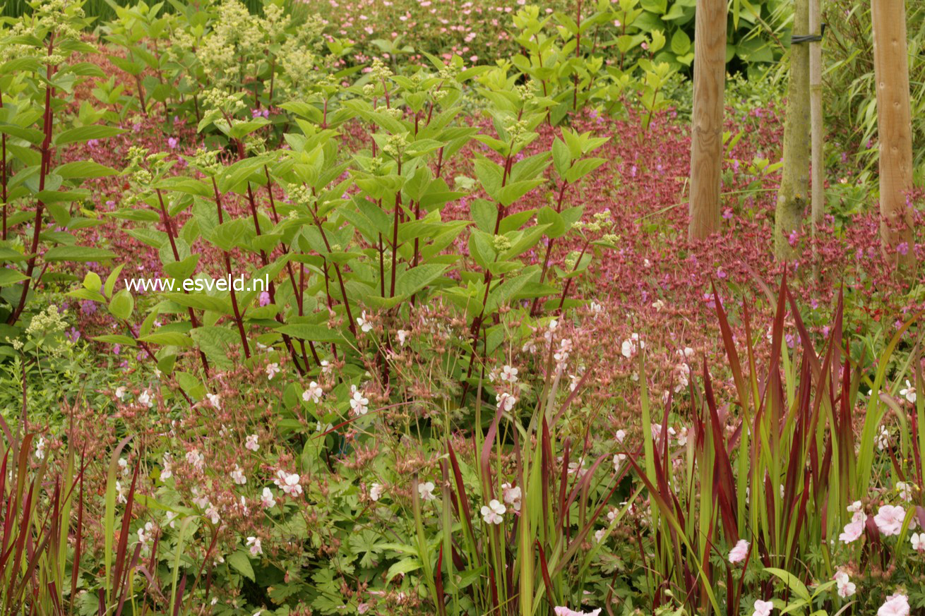 Imperata cylindrica 'Red Baron'