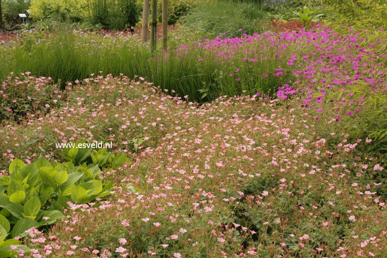 Geranium nodosum