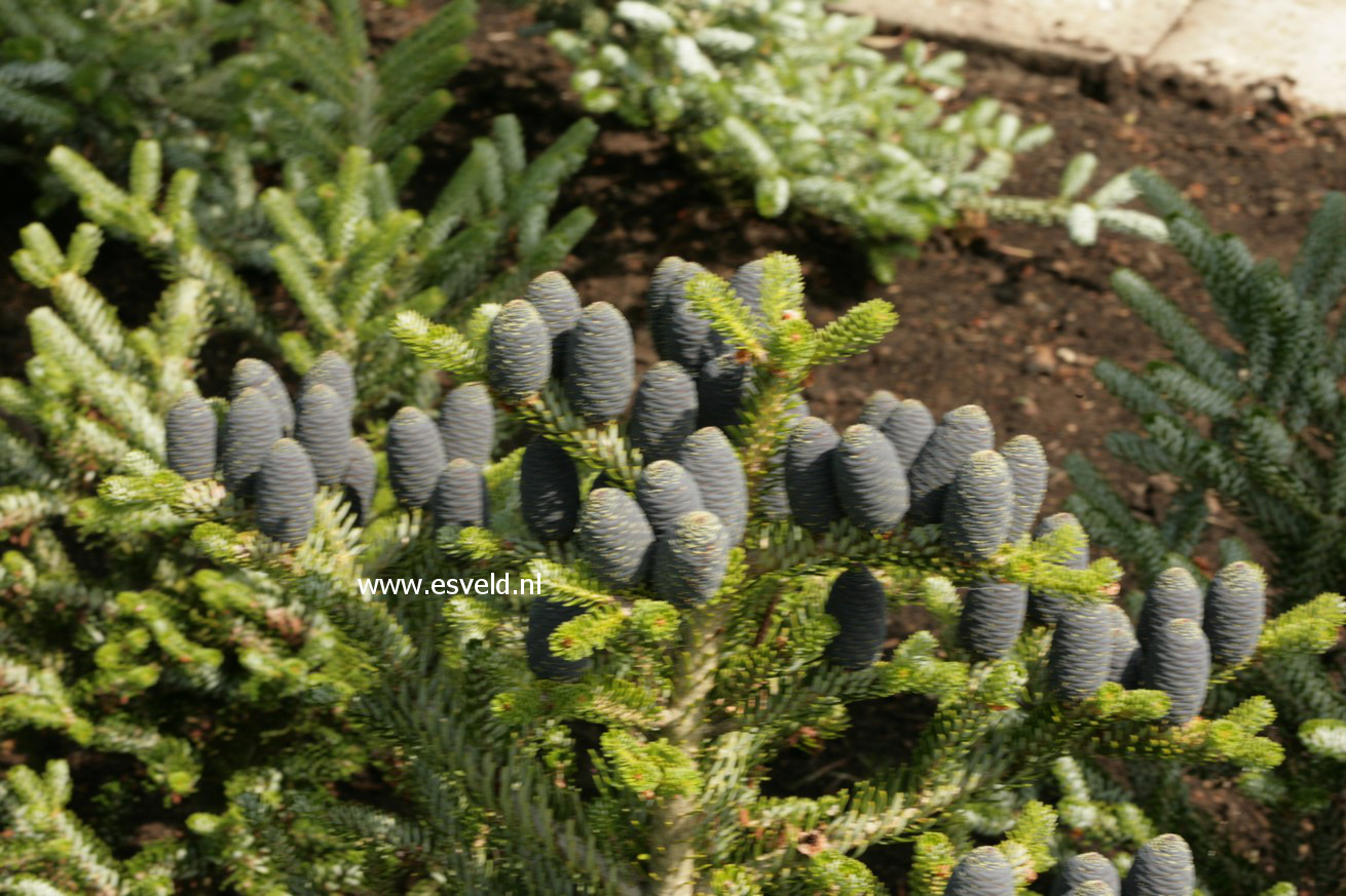 Abies koreana 'Silver Show'