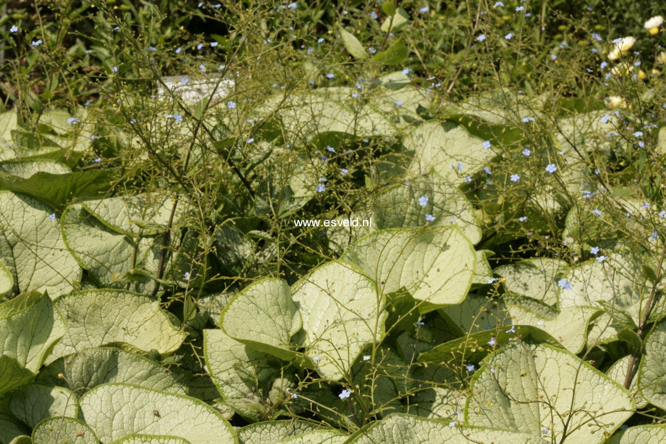 Brunnera macrophylla 'Sea Heart'