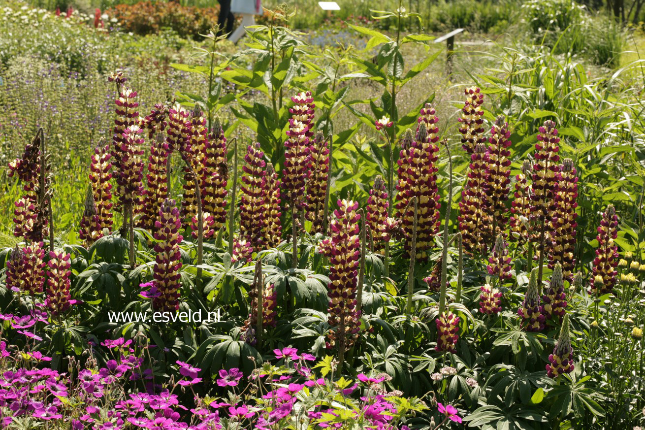 Lupinus 'Manhattan Lights' (WESTCOUNTRY SERIE