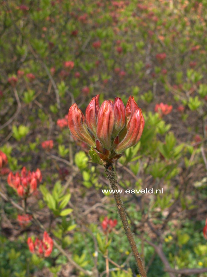 Azalea 'Christopher Wren'