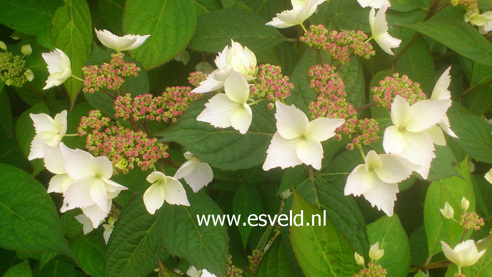 Hydrangea serrata 'Grayswood'