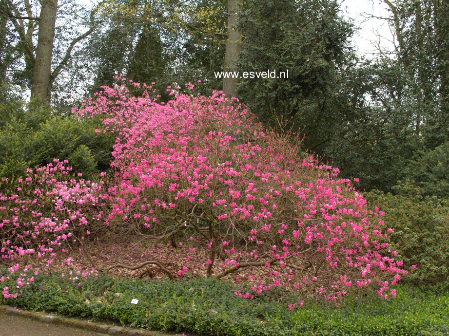 rhododendron dauerblüher Rhododendron Roseum Elegans | 80-100 cm mit Wurzelballen main image 0