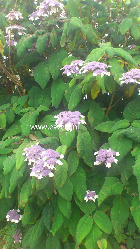 Hydrangea aspera 'Macrophylla'