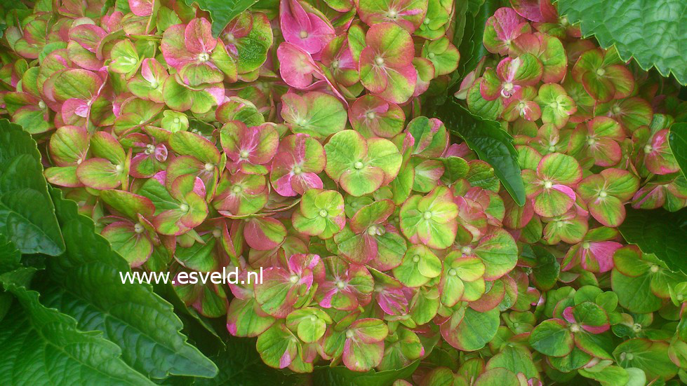 Hydrangea macrophylla 'Qufu' (MAGICAL GREENFIRE)