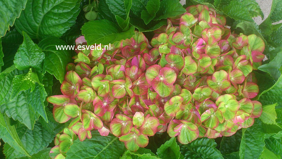 Hydrangea macrophylla 'Qufu' (MAGICAL GREENFIRE)