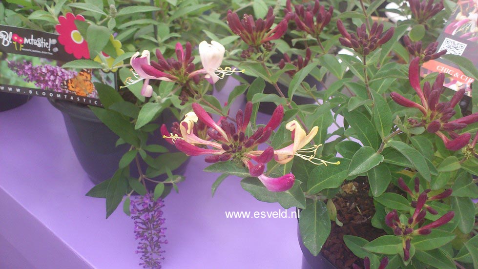 Lonicera periclymenum 'Inov205' (CHIC & CHOC)