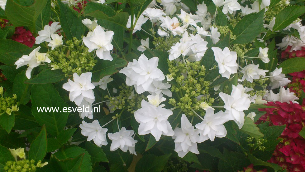 Hydrangea macrophylla 'Hanabi' (FIREWORKS)