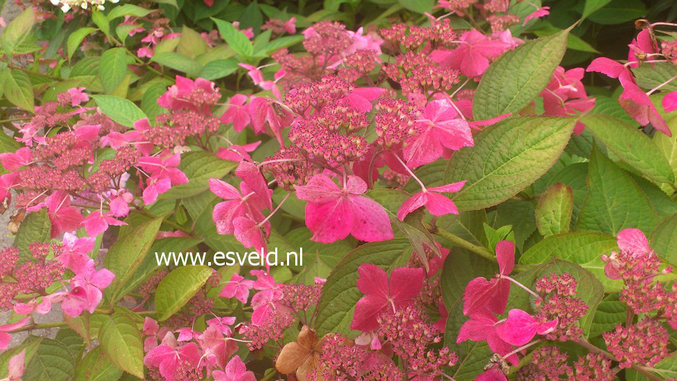 Hydrangea serrata 'Grayswood'