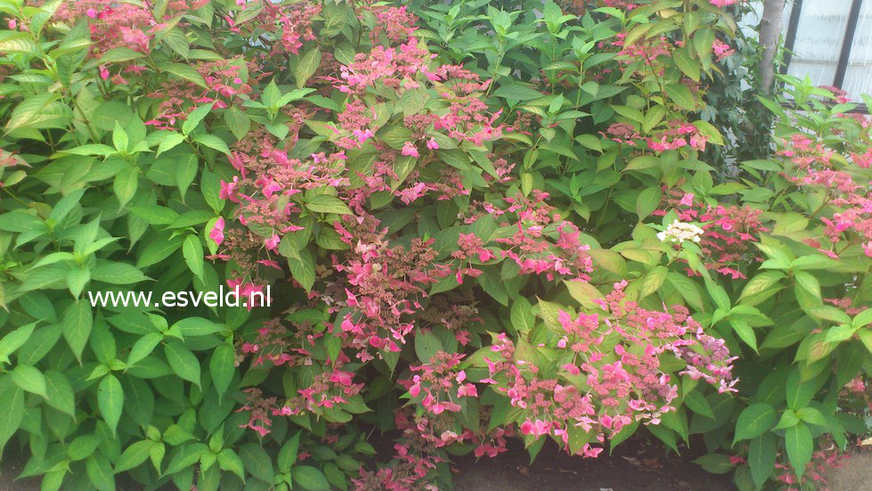 Hydrangea serrata 'Grayswood'