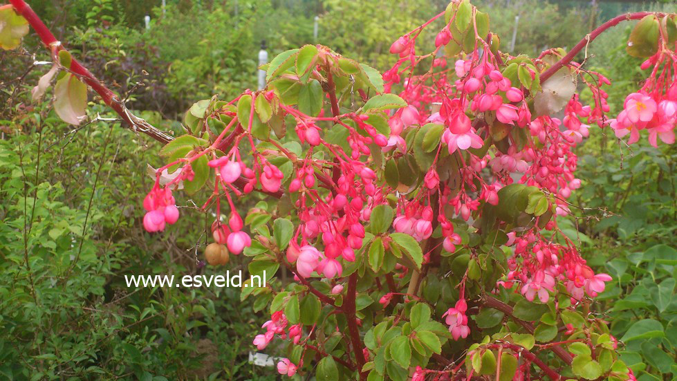 Begonia fuchsioides