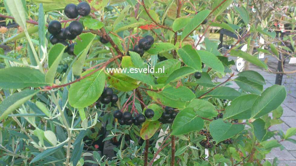 Aronia melanocarpa