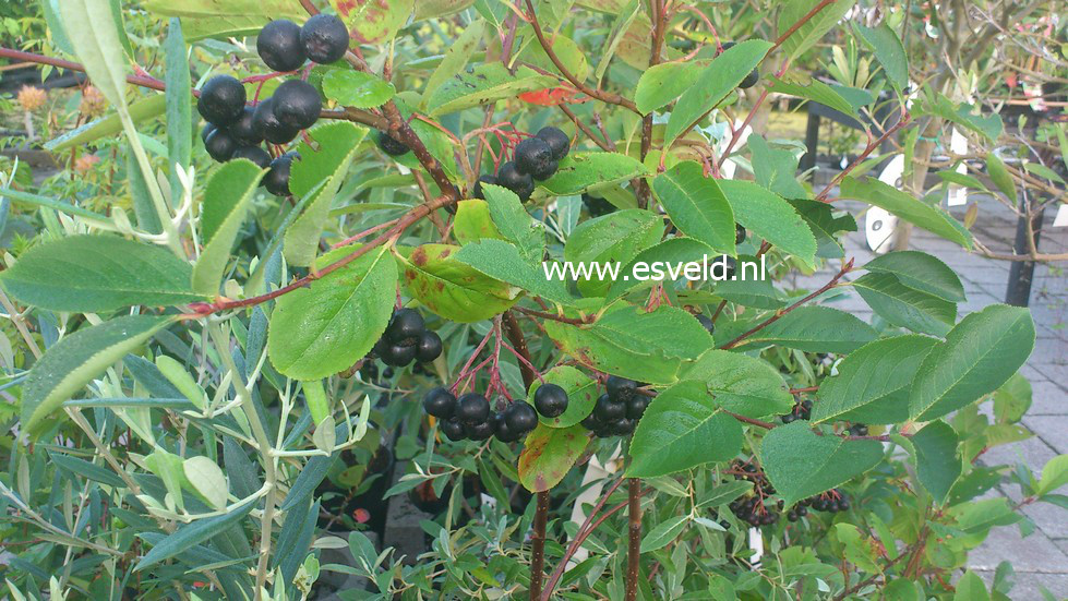 Aronia melanocarpa