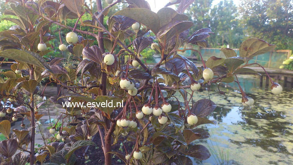 Styrax japonicus 'Purple Dress'