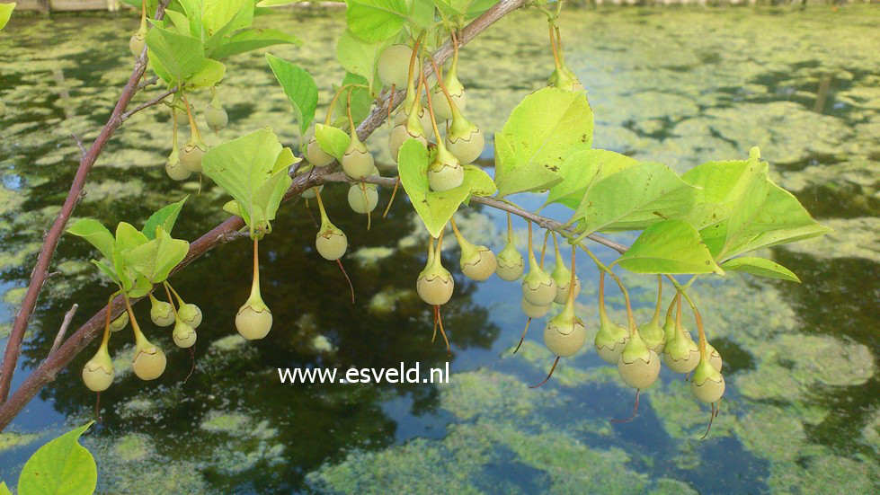 Styrax japonicus 'Sohuksan' (EMERALD PAGODA)