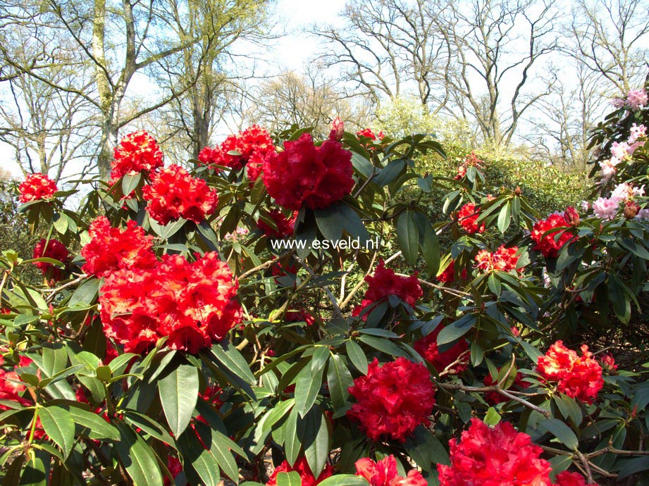 Rhododendron 'Taurus'