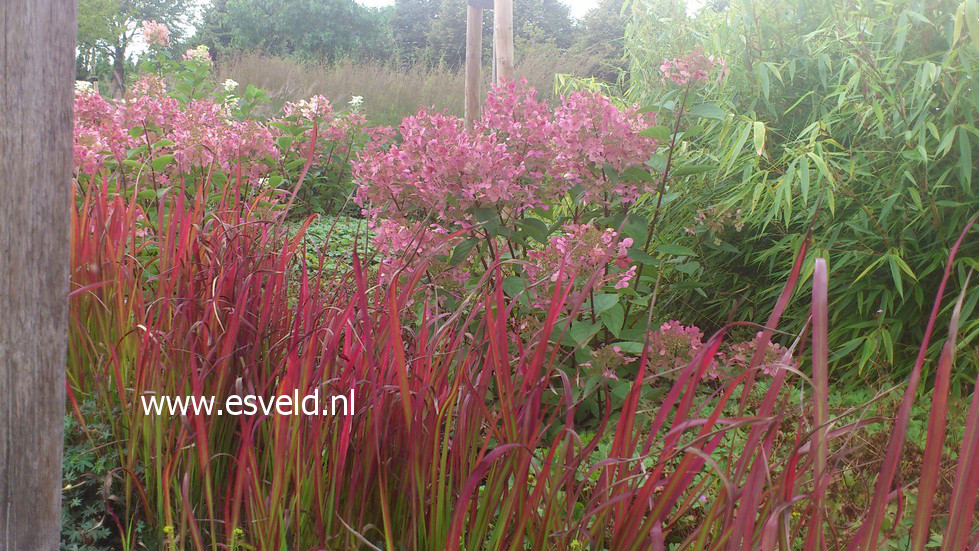 Imperata cylindrica 'Red Baron'